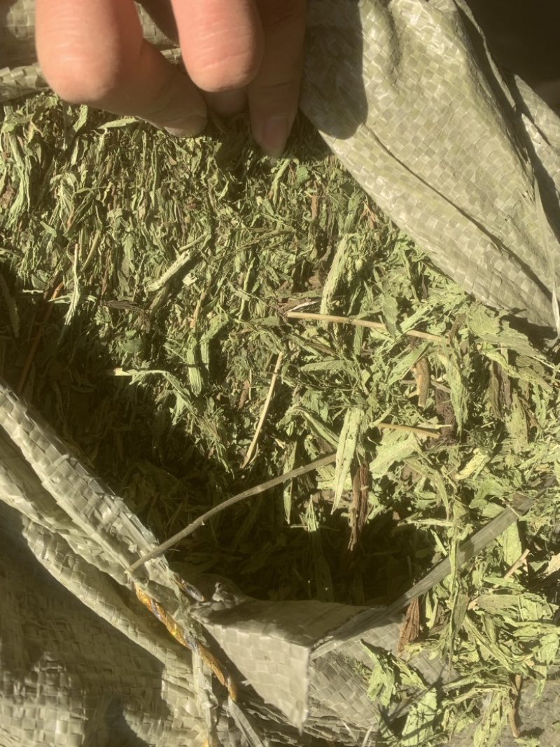 甘肃酒泉优质甜叶菊叶有需要的采购请联系