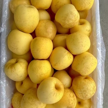 潍坊寿光维纳斯苹果/山东维纳斯苹果/产地直供品质保证诚信