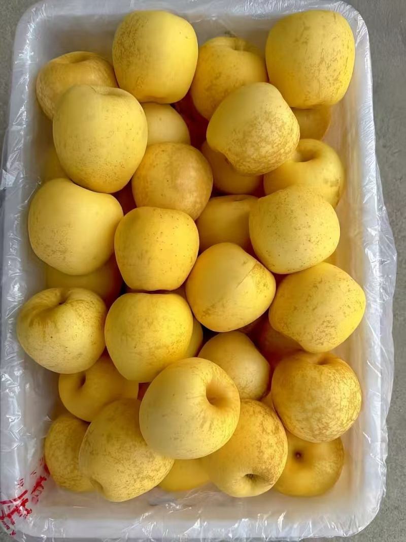 潍坊寿光维纳斯苹果/山东维纳斯苹果/产地直供品质保证诚信