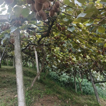 修文猕猴桃