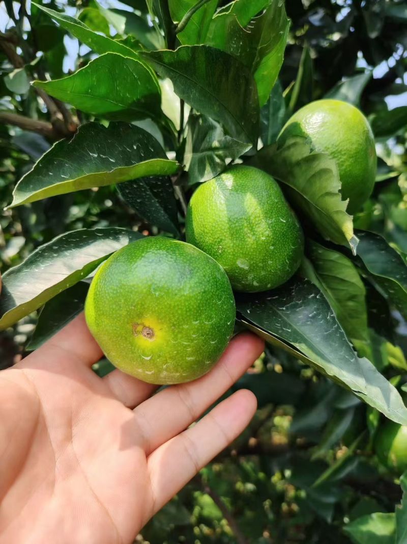 广西桂林蜜橘，一手货源……