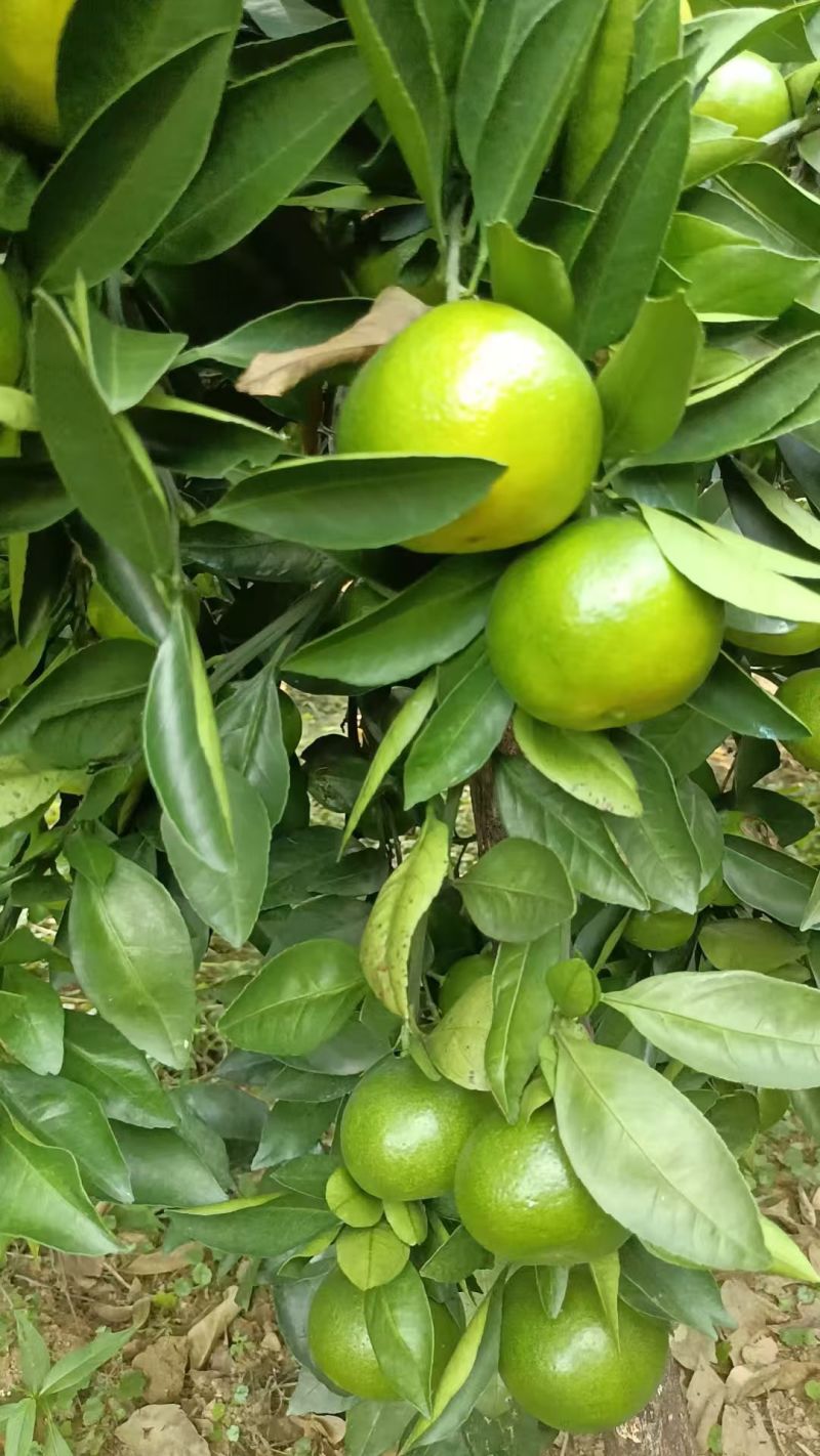 广西桂林蜜橘，一手货源……