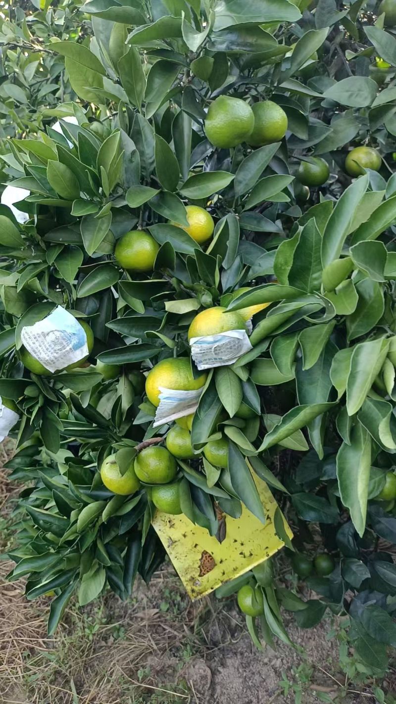 广西桂林蜜橘，一手货源……