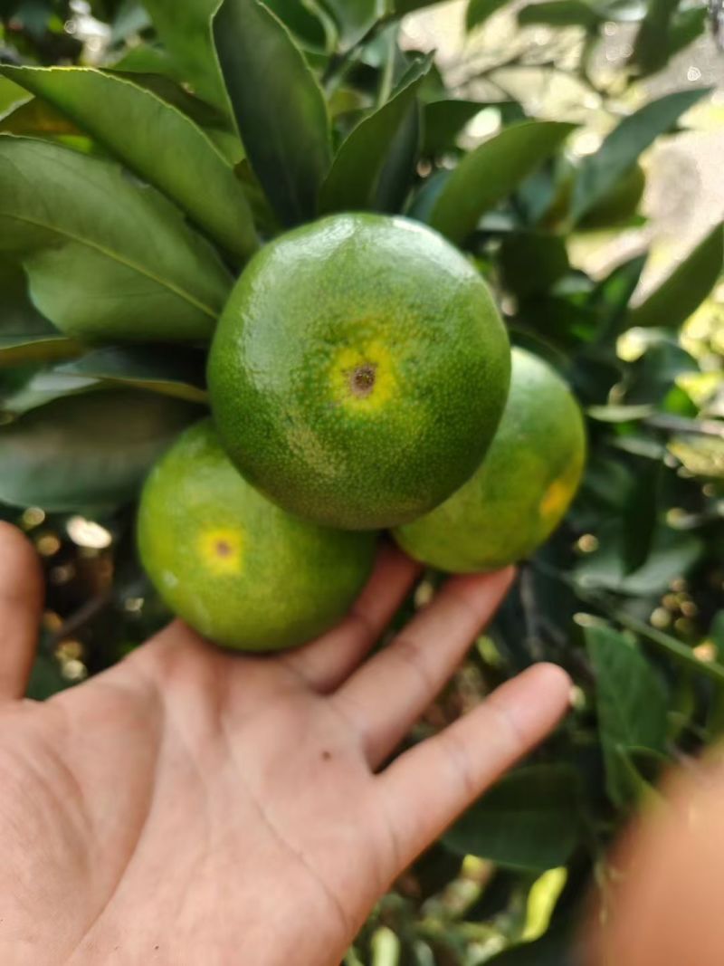 广西桂林蜜橘，一手货源……