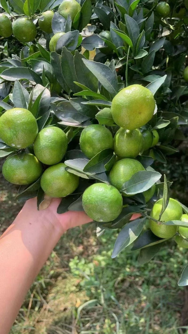 广西桂林蜜橘，一手货源……
