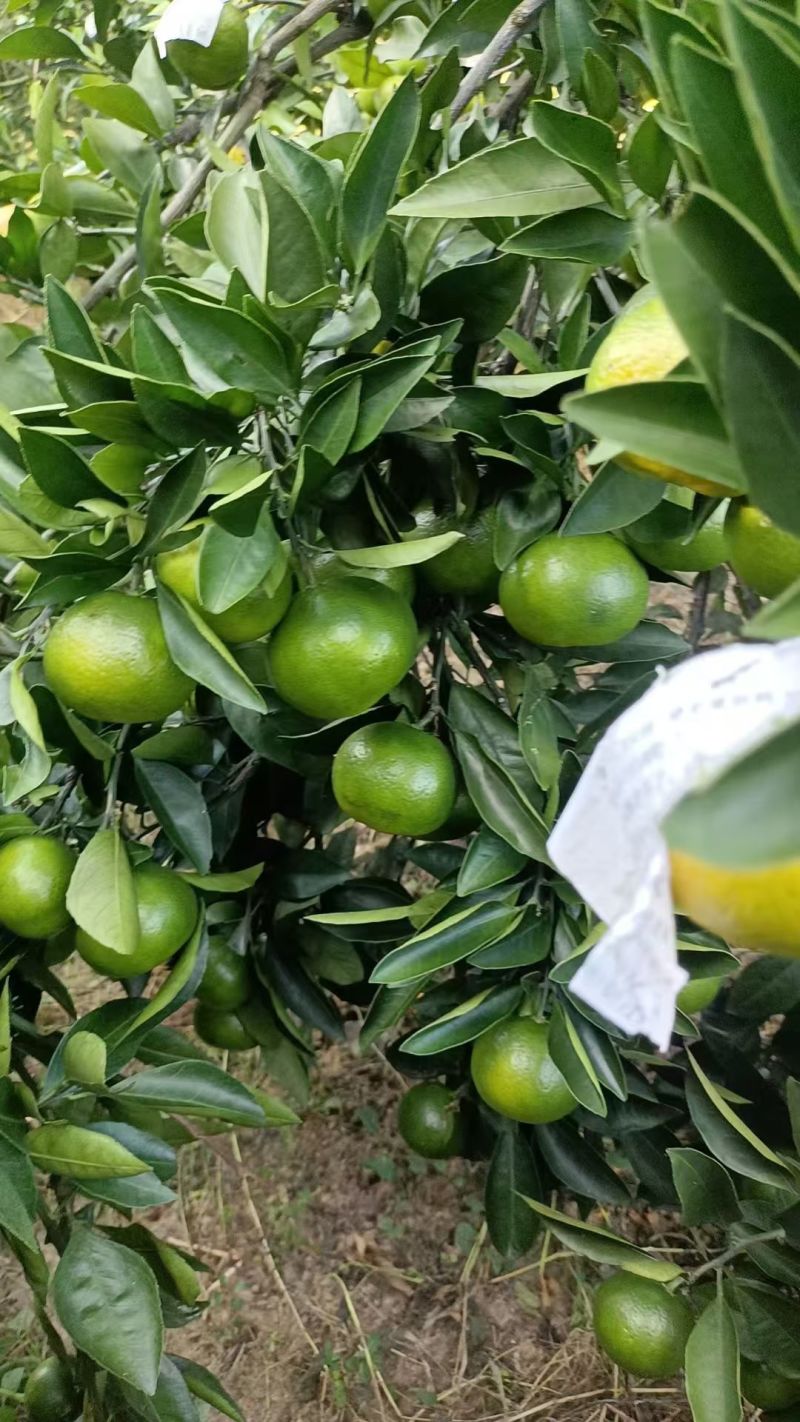 广西桂林蜜橘，一手货源……