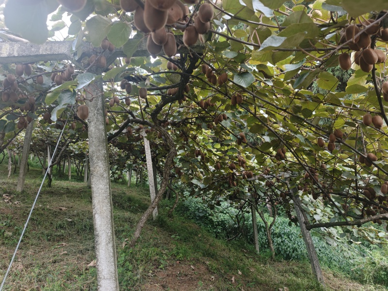修文猕猴桃