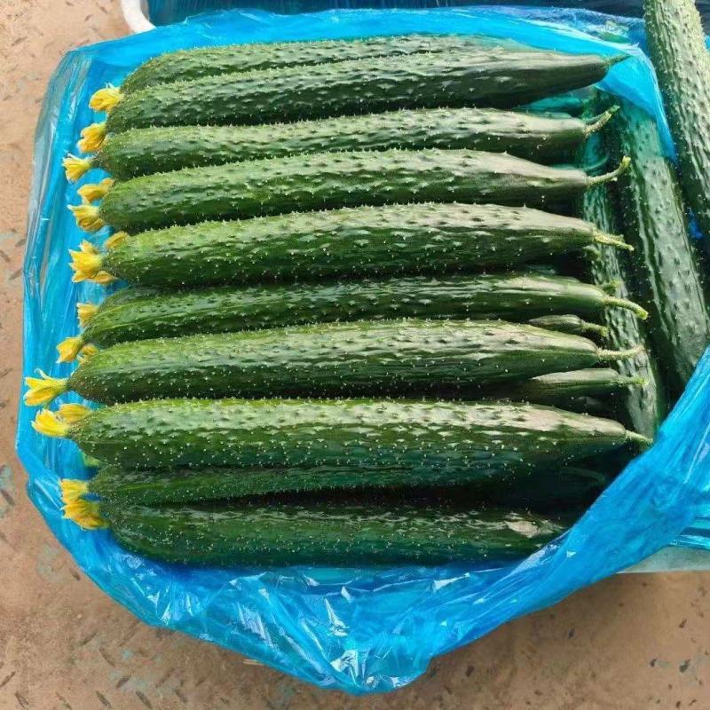 《畅销推荐》山东密刺黄瓜基地直发保质保量现摘现发一条龙