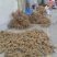 中药材百花牛奶根广西桂林本地中药材货源充足以质论价电联