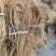 中药材百花牛奶根广西桂林本地中药材货源充足以质论价电联