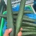 《畅销推荐》山东密刺黄瓜基地直发保质保量现摘现发一条龙
