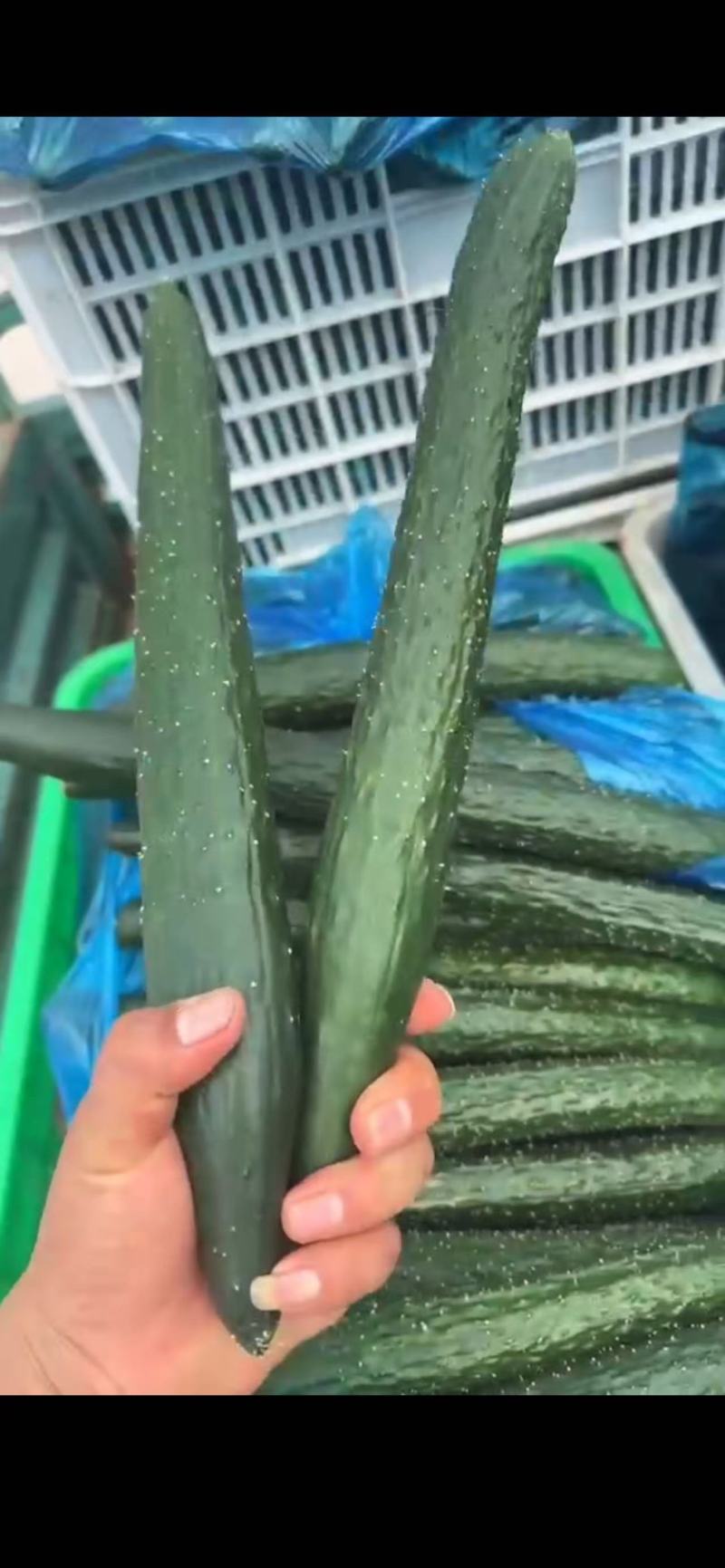 《畅销推荐》山东密刺黄瓜基地直发保质保量现摘现发一条龙