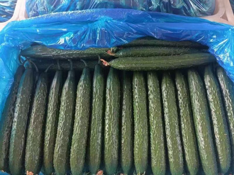 《畅销推荐》山东密刺黄瓜基地直发保质保量现摘现发一条龙