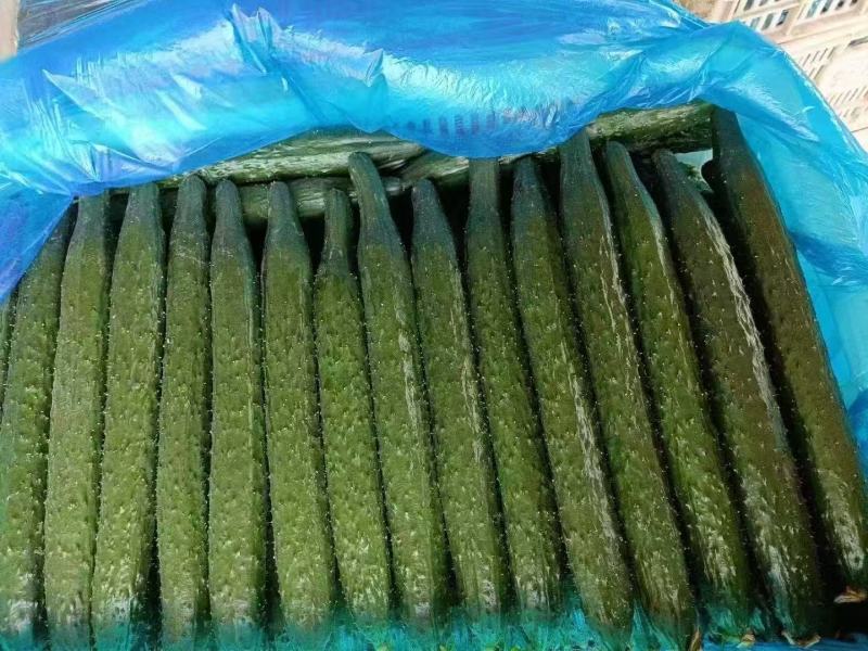 《畅销推荐》山东密刺黄瓜基地直发保质保量现摘现发一条龙