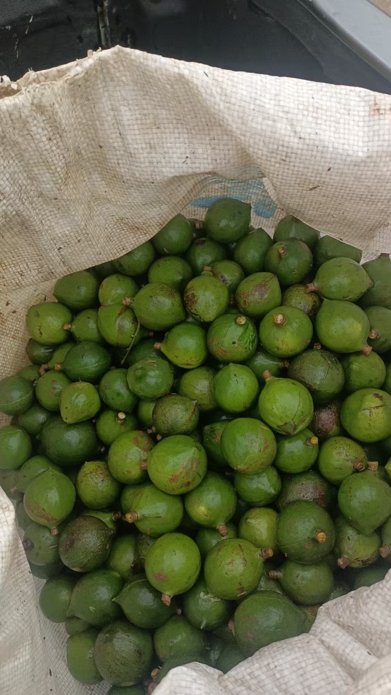 新鲜坚果