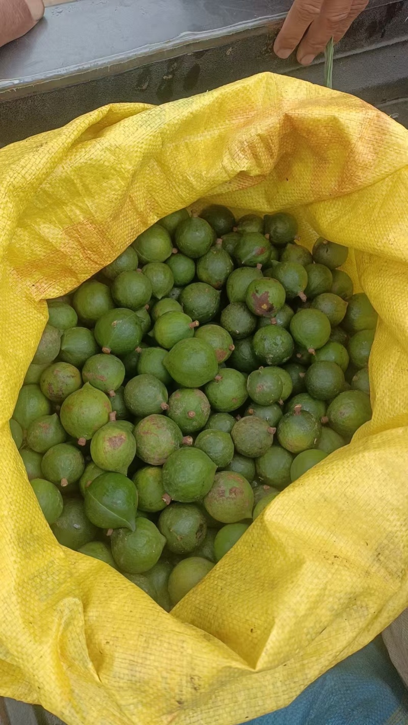 新鲜坚果