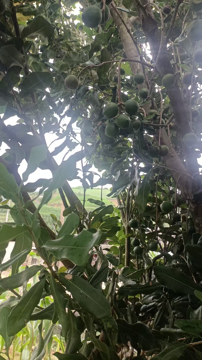 新鲜坚果