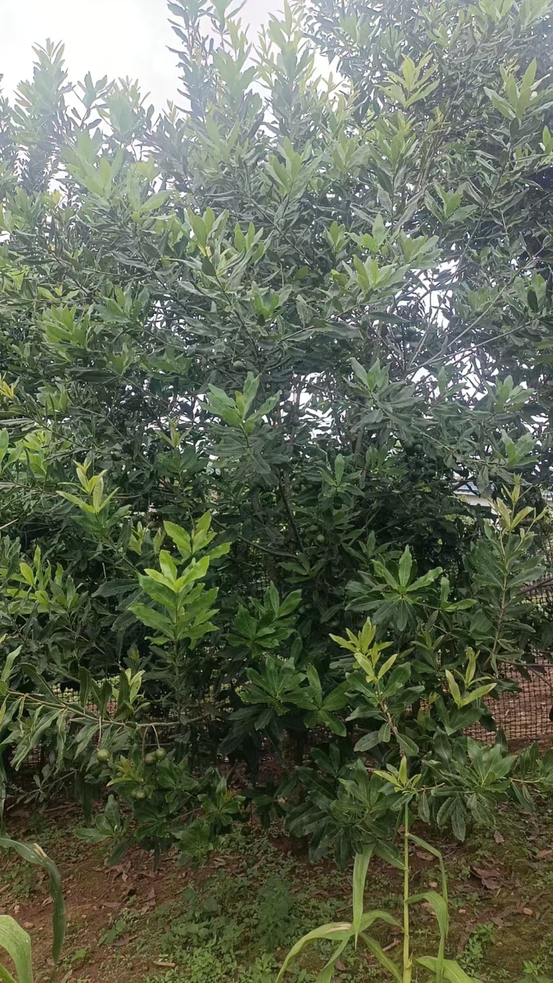 新鲜坚果