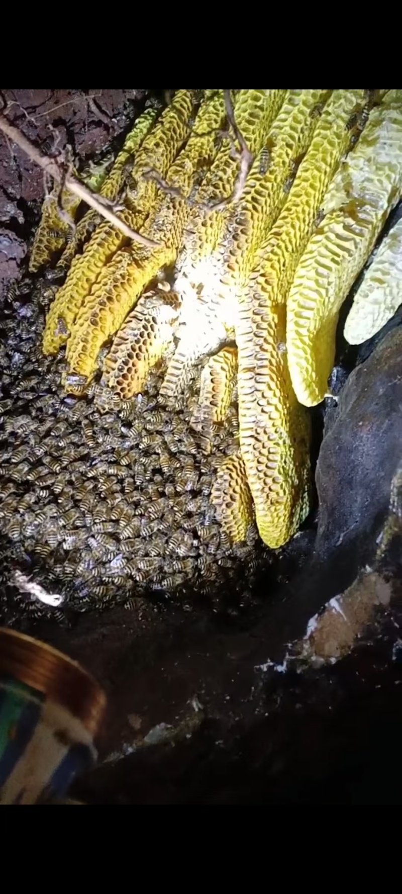 纯野生蜂蜜，大山里的原生态！纯度高价格商议