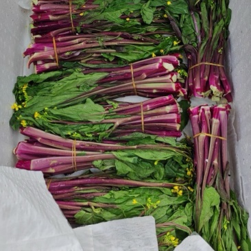 红菜苔大量上市