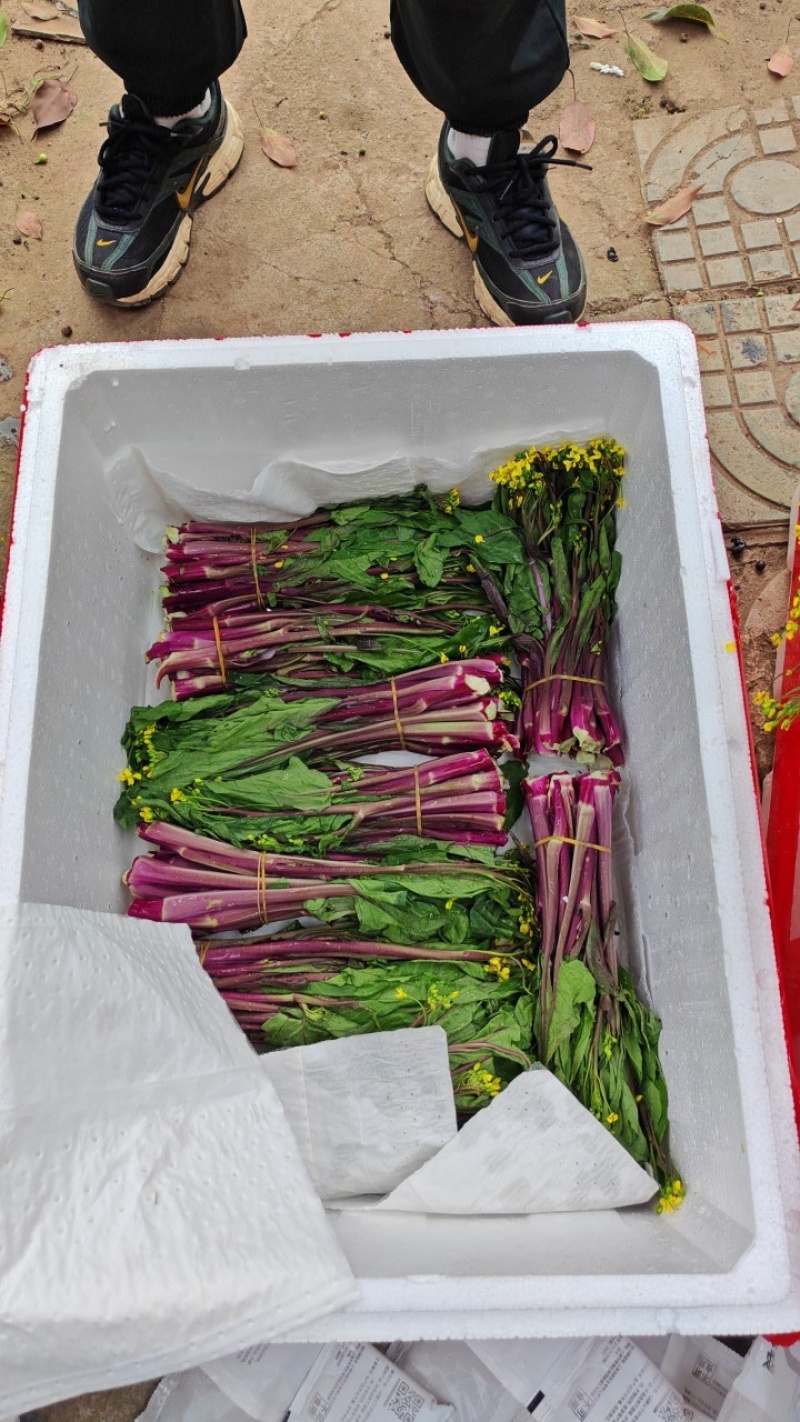 红菜苔大量上市