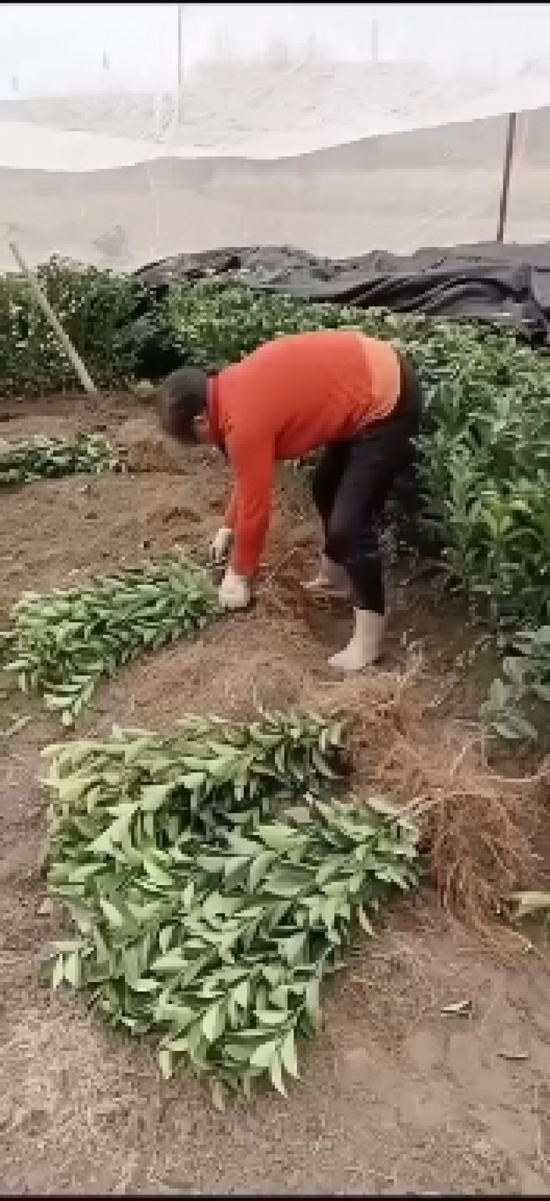 湖南脐橙苗产地一手货源，品质好、成活高、价格可谈视频看货