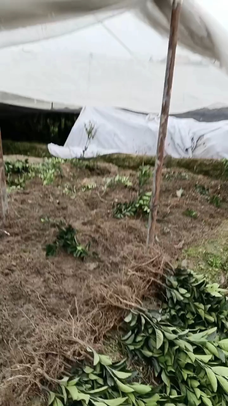 湖南脐橙苗产地一手货源，品质好、成活高、价格可谈视频看货