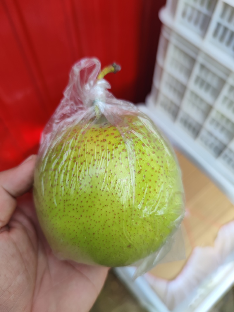 雪花梨7两起步
