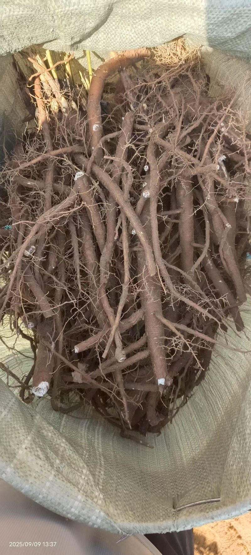 内蒙赤峰鲜货赤芍大量现货，需要好货的联系我