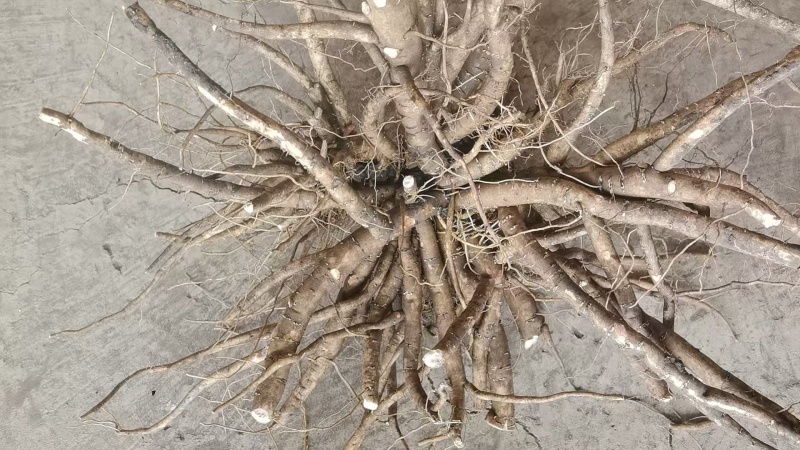 内蒙赤峰鲜货赤芍大量现货，需要好货的联系我