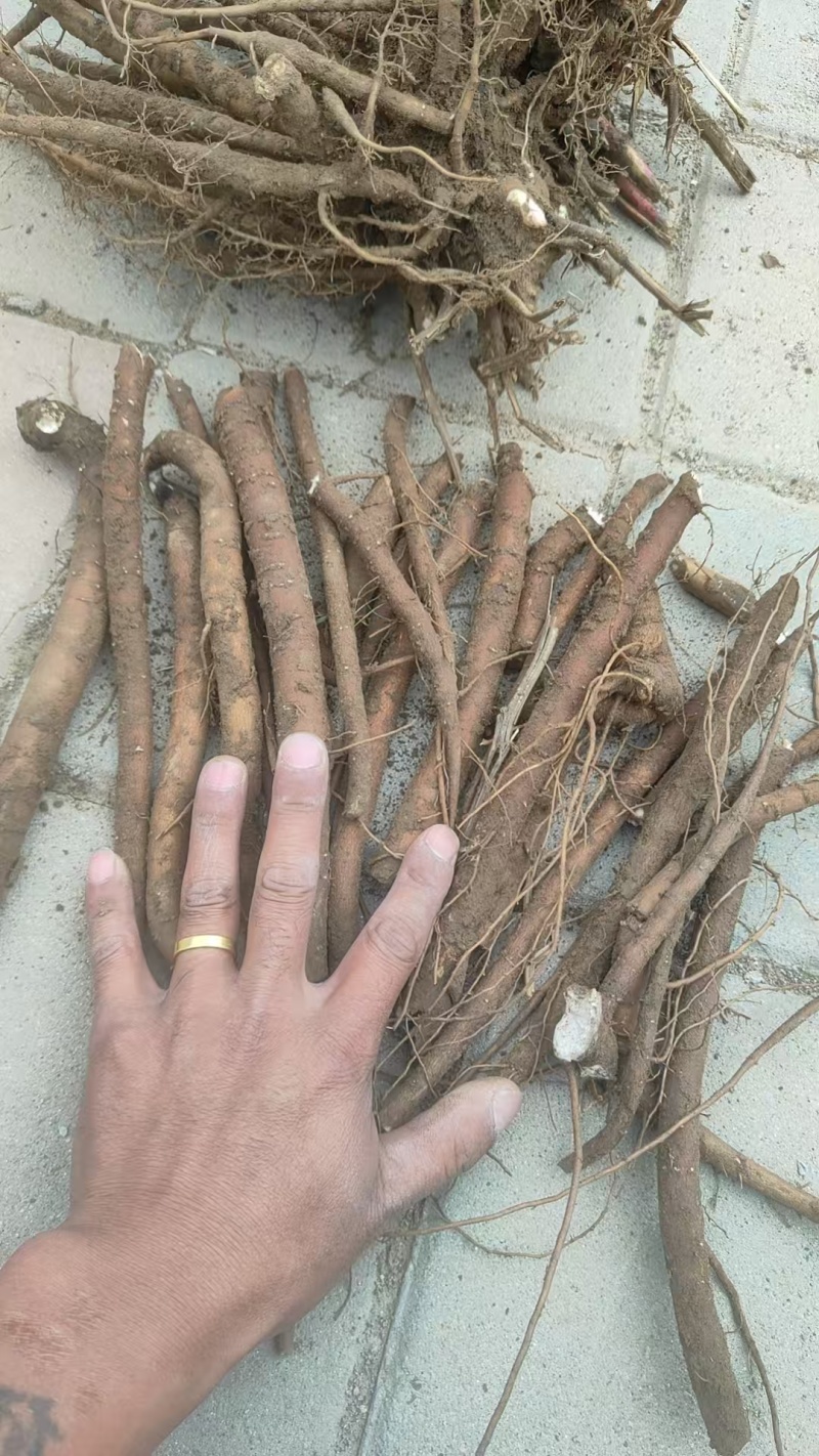内蒙赤峰鲜货赤芍大量现货，需要好货的联系我