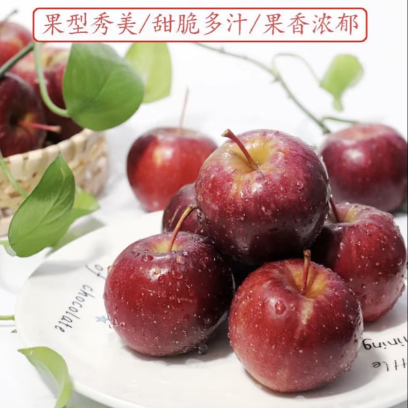 吉林苹果龙丰果产地直发一手货源可视频看货欢迎致电