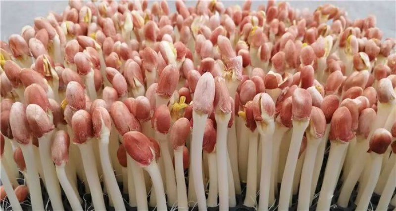 精品水培花生芽，常年供货，可供应商链，