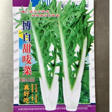 广西甜麦菜种子/抗寒/耐热/抗病性强/量大价优/欢迎咨询