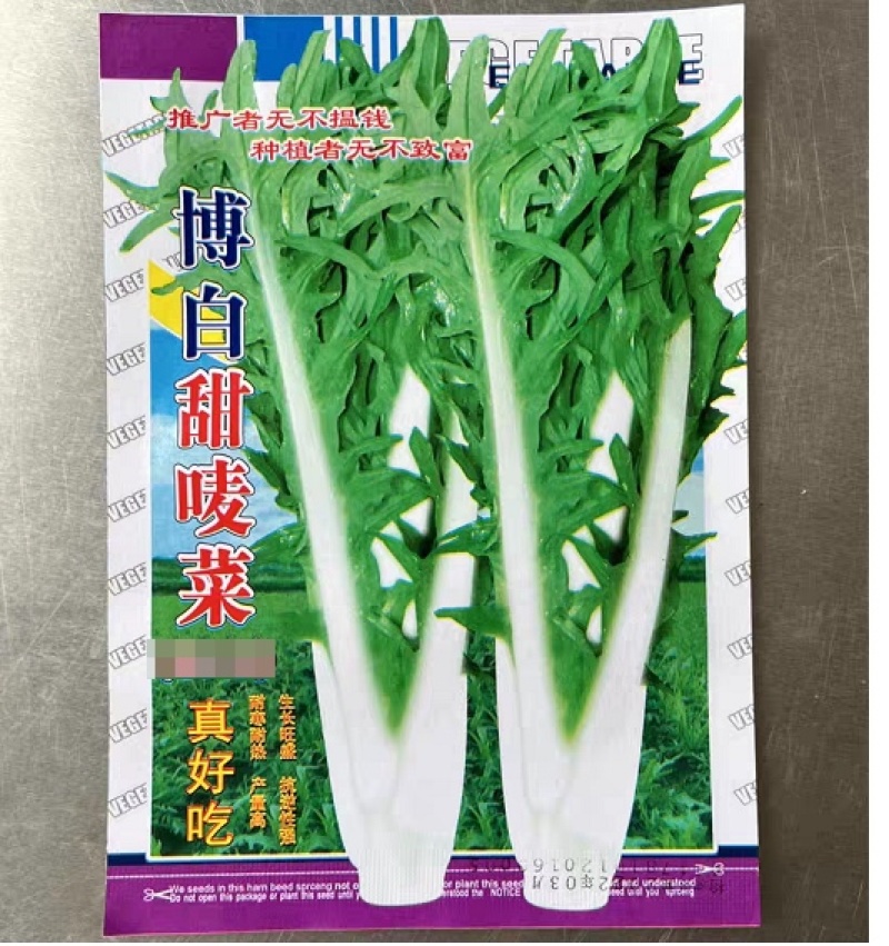 广西甜麦菜种子/抗寒/耐热/抗病性强/量大价优/欢迎咨询
