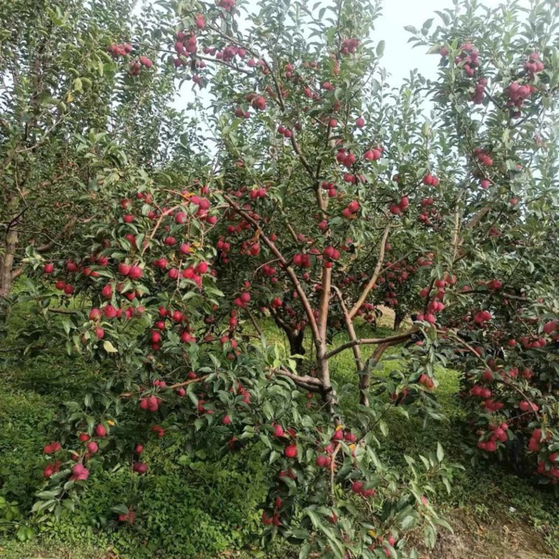 123小苹果，东北双秋，龙风小苹果，原产地