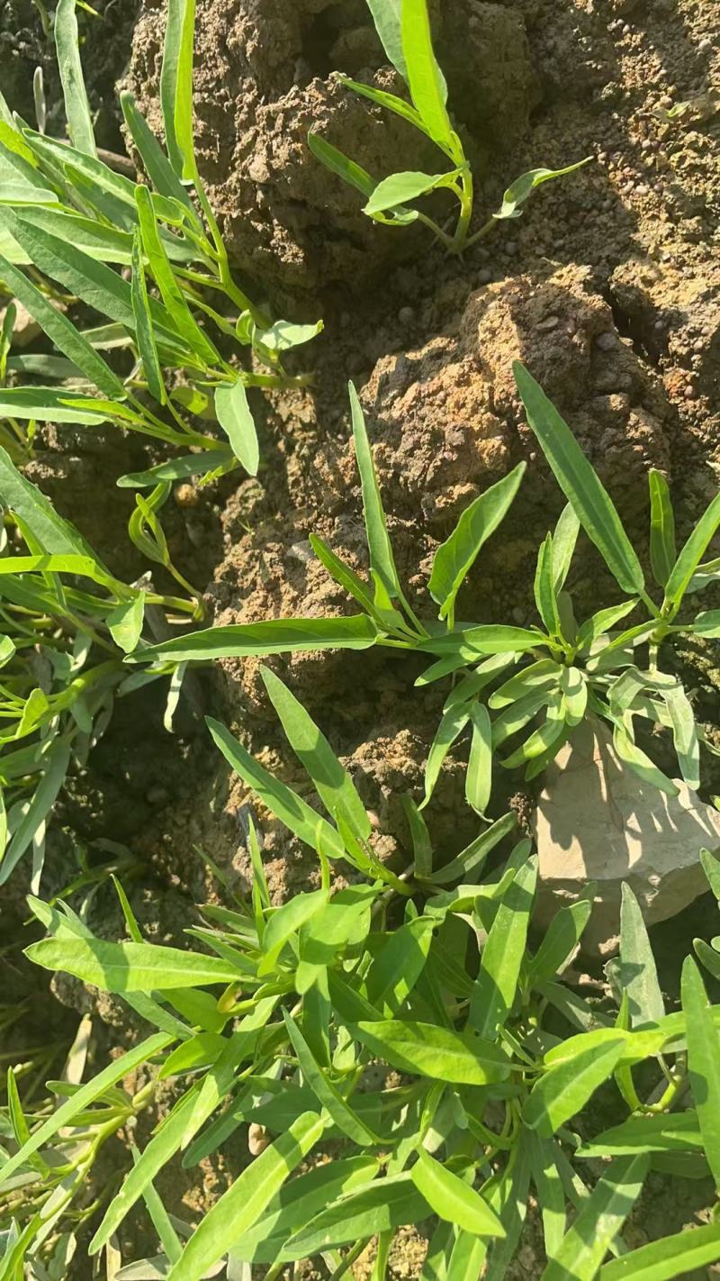 空心菜，产地直销，千亩蔬菜基地。