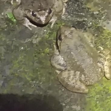 石蛙