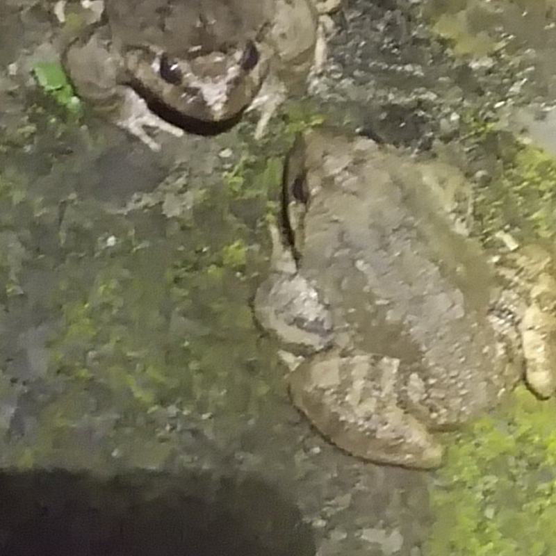 石蛙