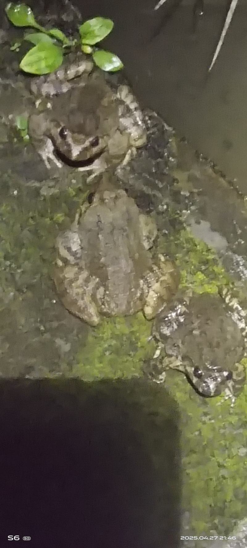 石蛙