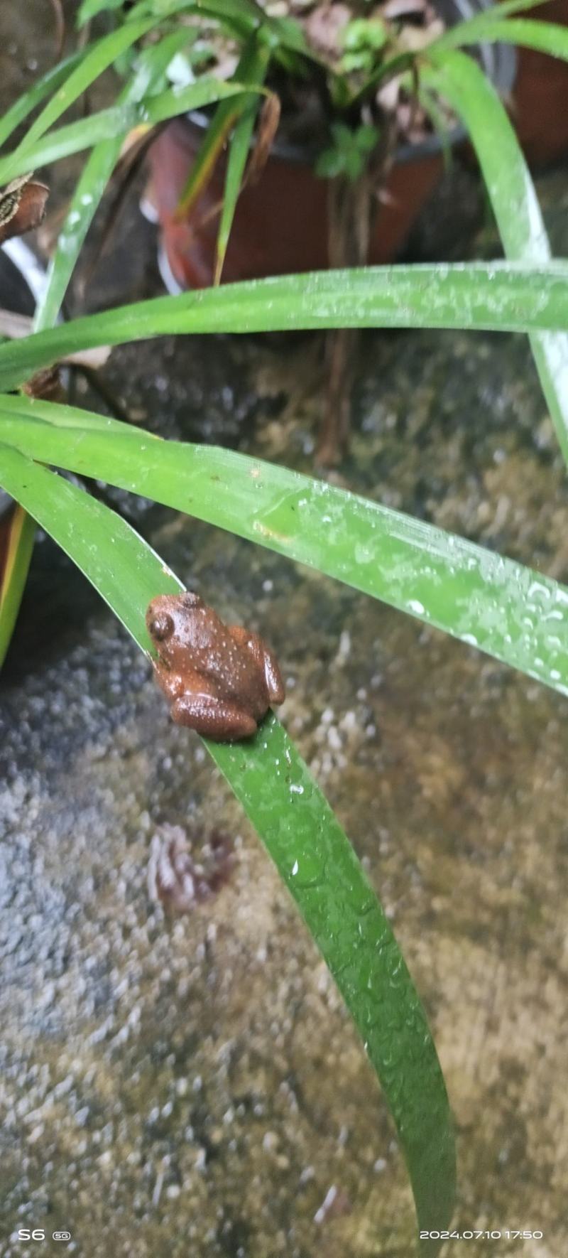 石蛙