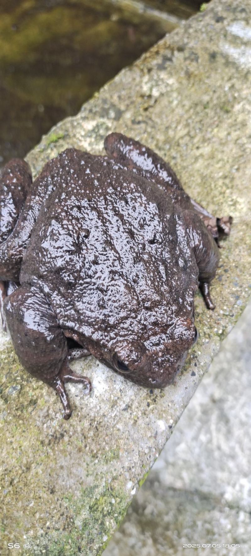 石蛙