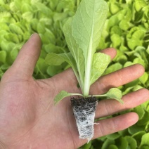 娃娃菜苗，大娃娃，小娃娃，成活率高品质保证