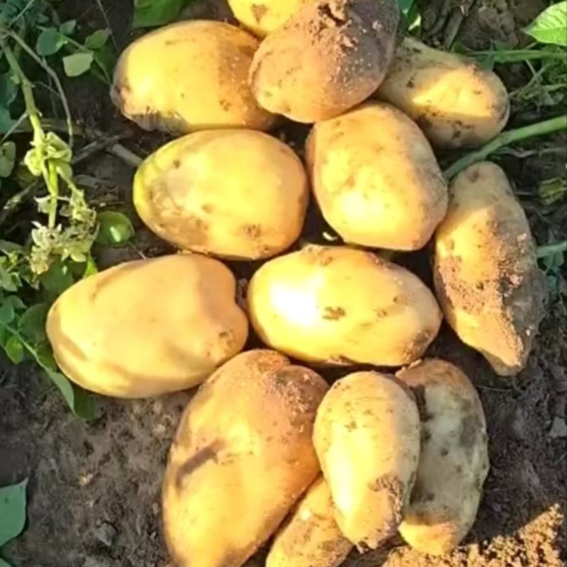 土豆V7上市