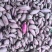 【视频看货】紫薯货量充足规格齐全电话联系