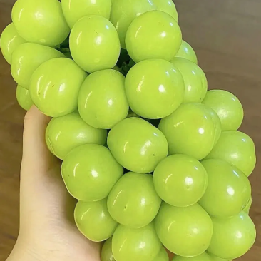 阳光玫瑰葡萄