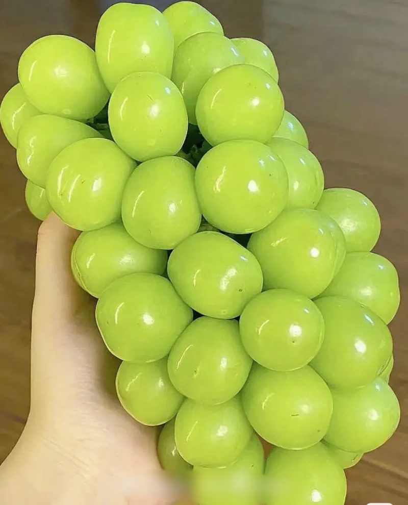 阳光玫瑰葡萄