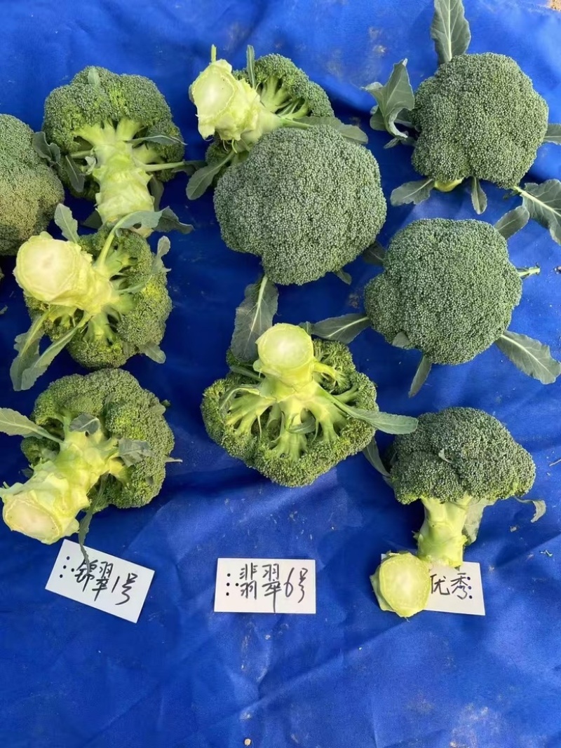 西兰花苗高产抗病，根系发达成活率高达99