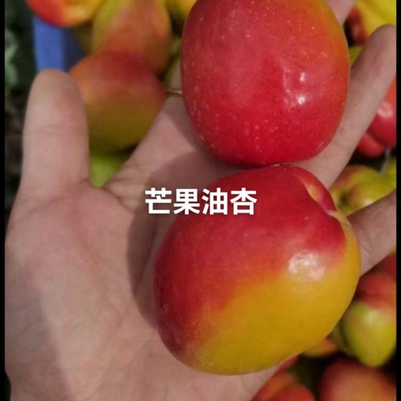 芒果油杏苗杏树苗，芒果油杏树！基地直发！签订合同！