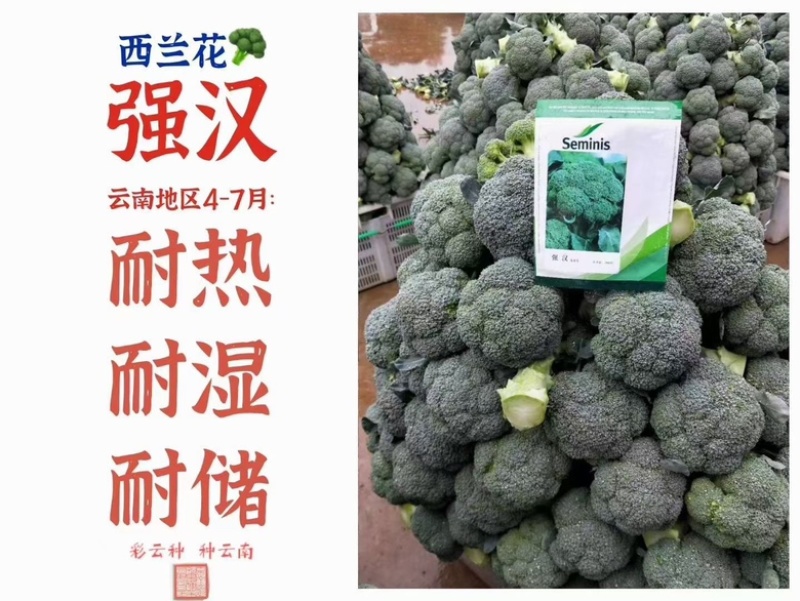 西兰花苗高产抗病，根系发达成活率高达99